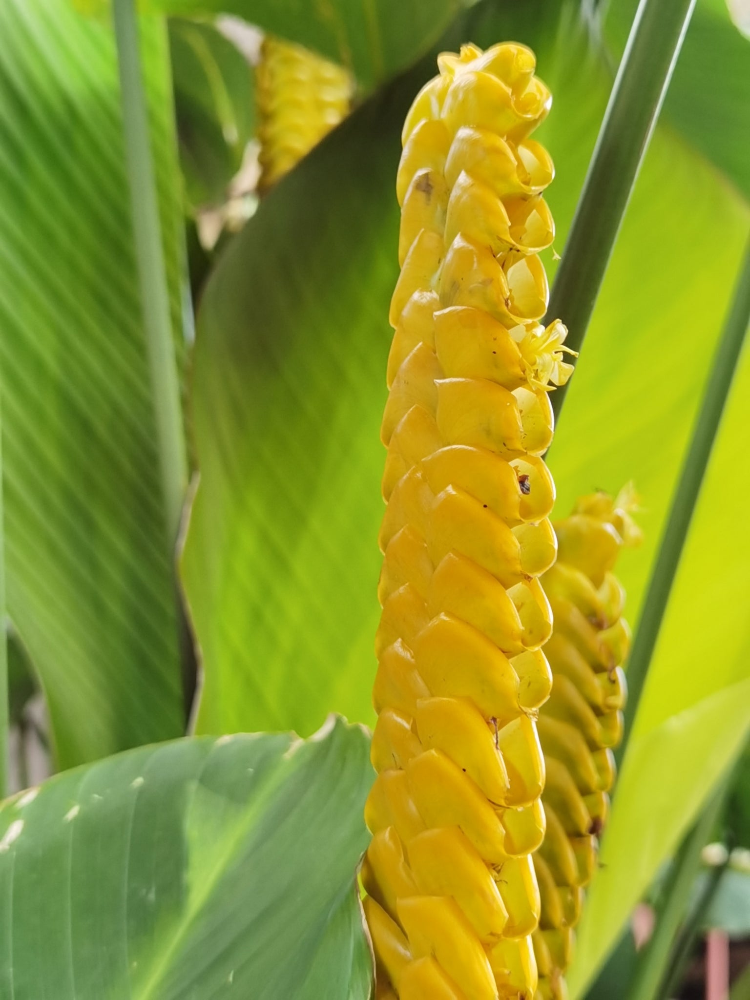 Gelb Calathea Crotalifera Blumensamen zur Aussaat – sonnenliebend – Traditionssorte & ohne Gentechnik Samen Hausgarten