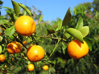 Citrus japonica Samen für einfaches Anpflanzen