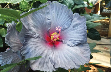 Ash Hibiskus Blumensamen – hochwertige Traditionssorte ohne Gentechnik Samen Hausgarten & leuchtend Blüten