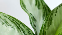 Grün Aglaonema Blumensamen zur Aussaat – Landhaus Garten wichtig – Traditionssorte & ohne Gentechnik Samen Hausgarten