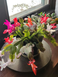 Multicoloured schlumbergera samen blume samen for anpflanzung garten favorite heirloom & gmo free samen for home garten 
 
 sale for anpflanzung in home garten