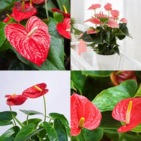 Gemischt Flamingoblume mehrjährig Blumensamen zur Aussaat duftend Blüten Traditionssorte & ohne Gentechnik Samen Hausgarten