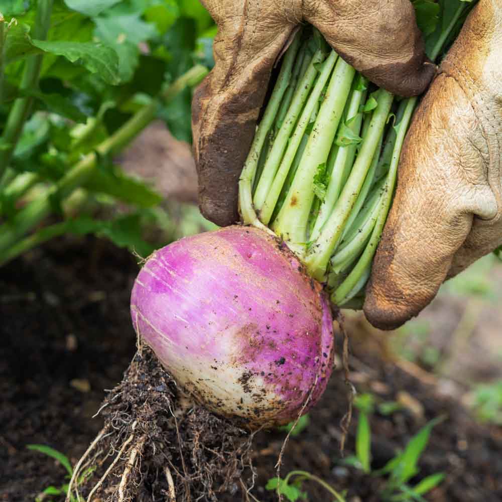 Lila Rutabaga Samen for Gemüse Planting
