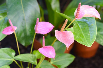 Mix anthurium blume samen for anpflanzung - wildflower mix, heirloom & gmo free samen for home garten
 
 sale samen for anpflanzung in home garten