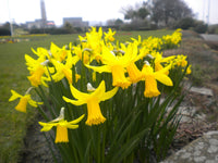 Narzisse Asturiensis Blumensamen zur Aussaat – ideal Rabatten – Traditionssorte & ohne Gentechnik Samen Hausgarten