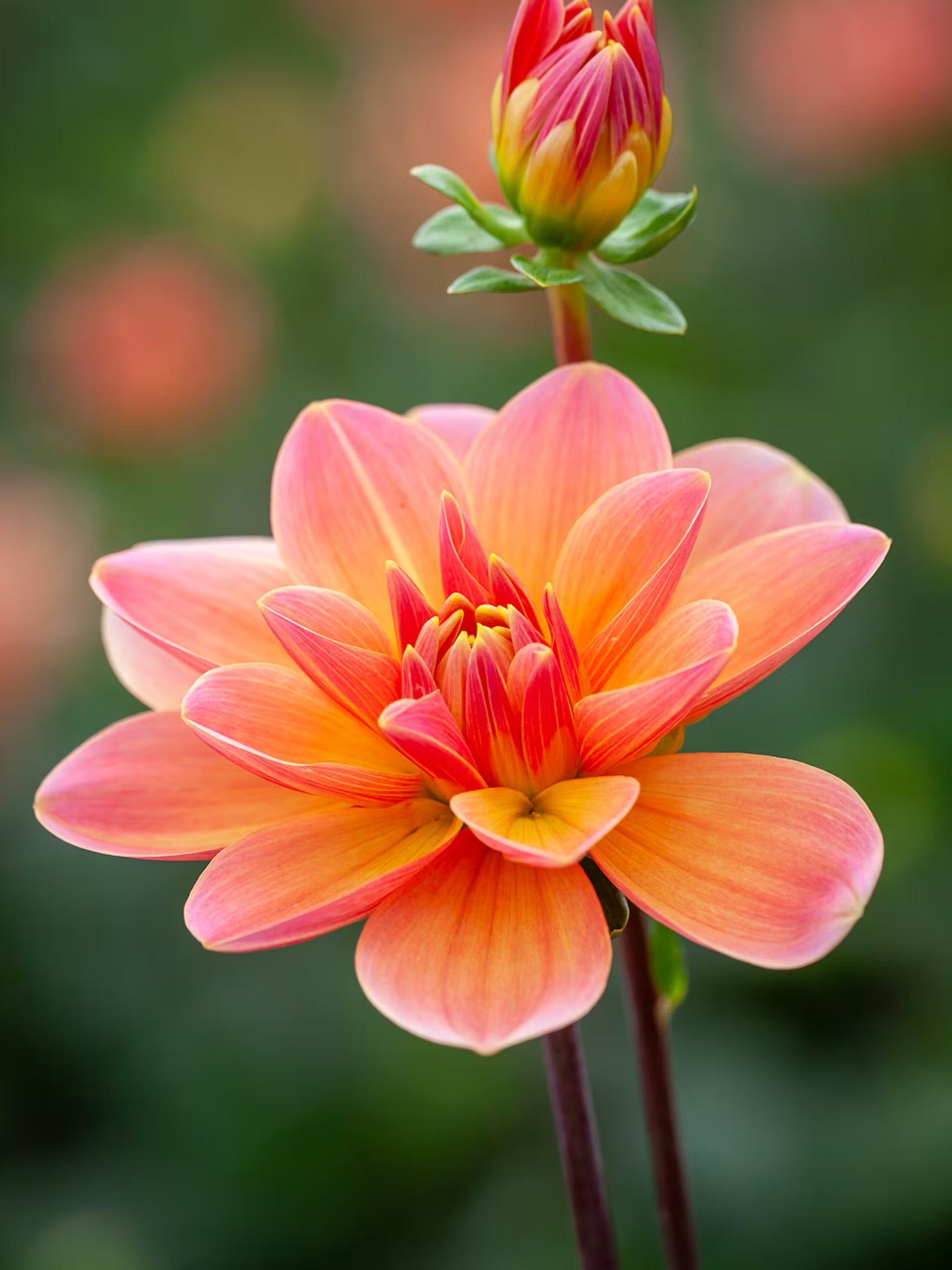 Pfirsichfarben Immergrün Dahlia 'Rancho Blumensamen – Delicate einjährig Warm Seasons