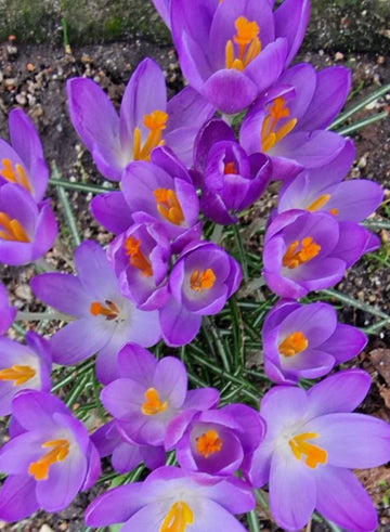 Frühling Madia Blumensamen zur Aussaat pflegeleicht Traditionssorte & ohne Gentechnik Samen Hausgarten
