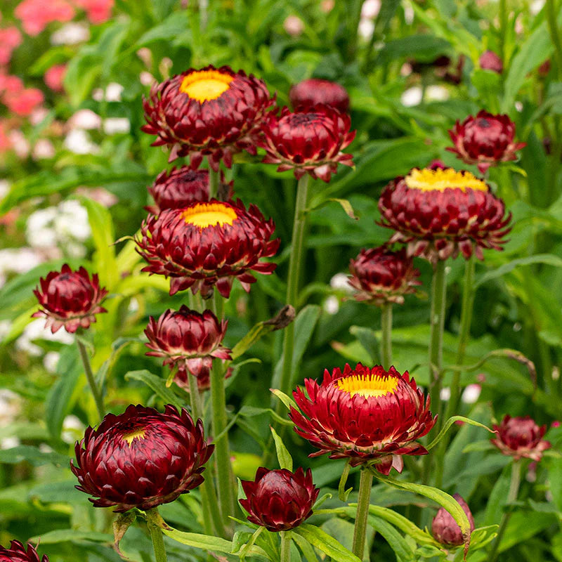 Straw Blumensamen zur Aussaat leuchtend Blüten Traditionssorte & ohne Gentechnik Samen Hausgarten