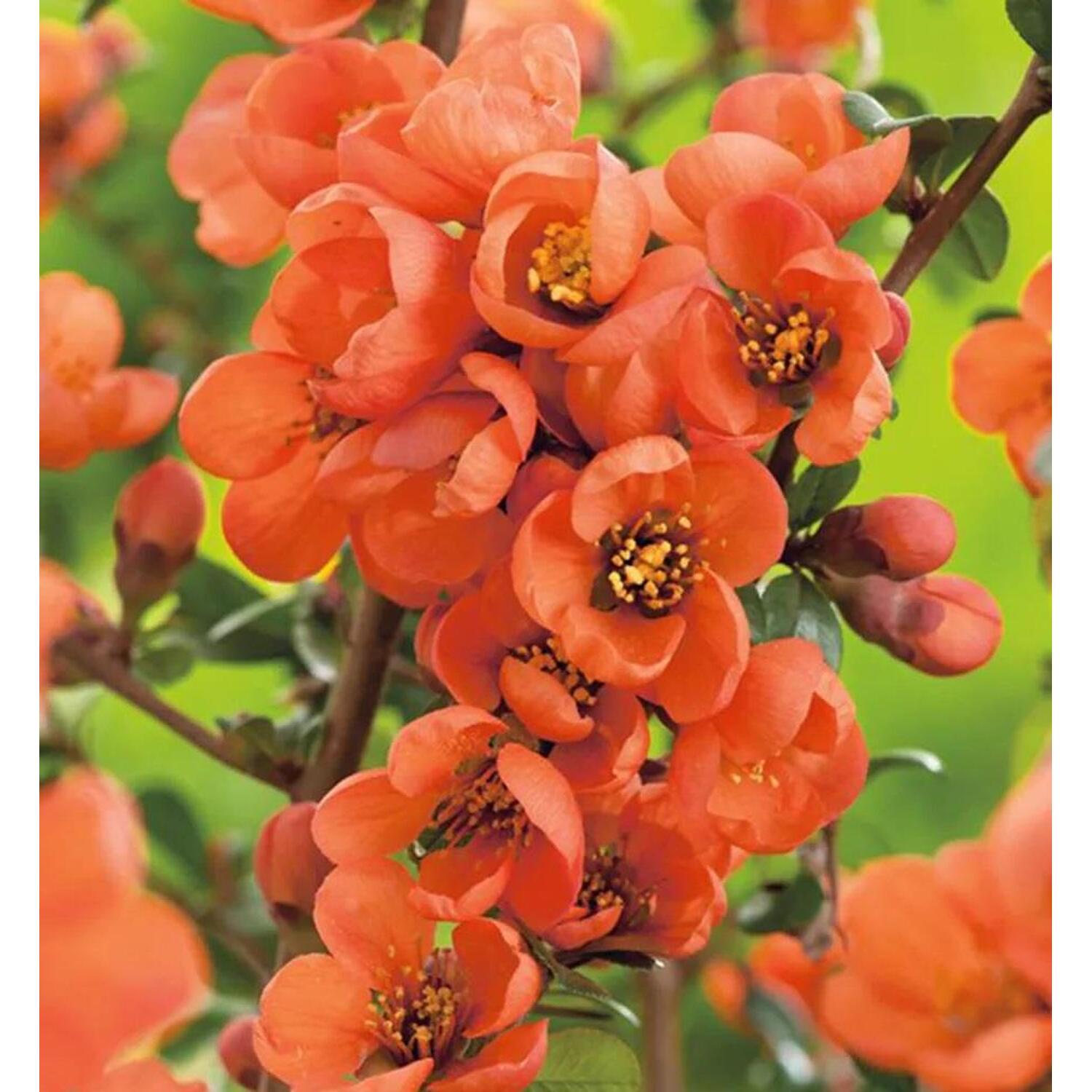 Orange Chaenomeles Blumensamen zur Aussaat leuchtend Blüten