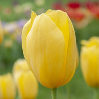 Tulip blume samen for anpflanzung - drought tolerant, heirloom & gmo free samen for home garten
 
 sale for anpflanzung in home garten