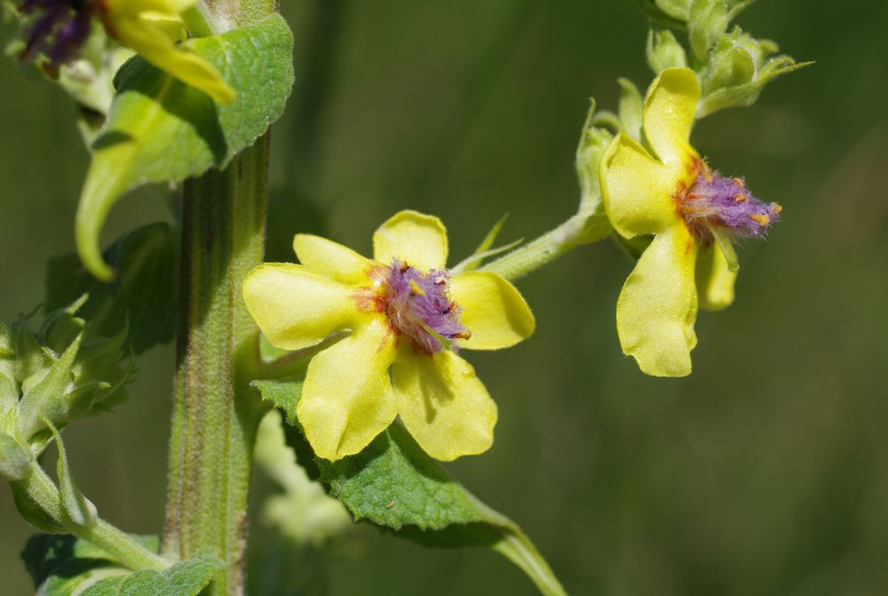Gelb Verbascum Thapsus Blumensamen zur Aussaat – saisonal Dauerblüher – Traditionssorte & ohne Gentechnik Samen Hausgarten