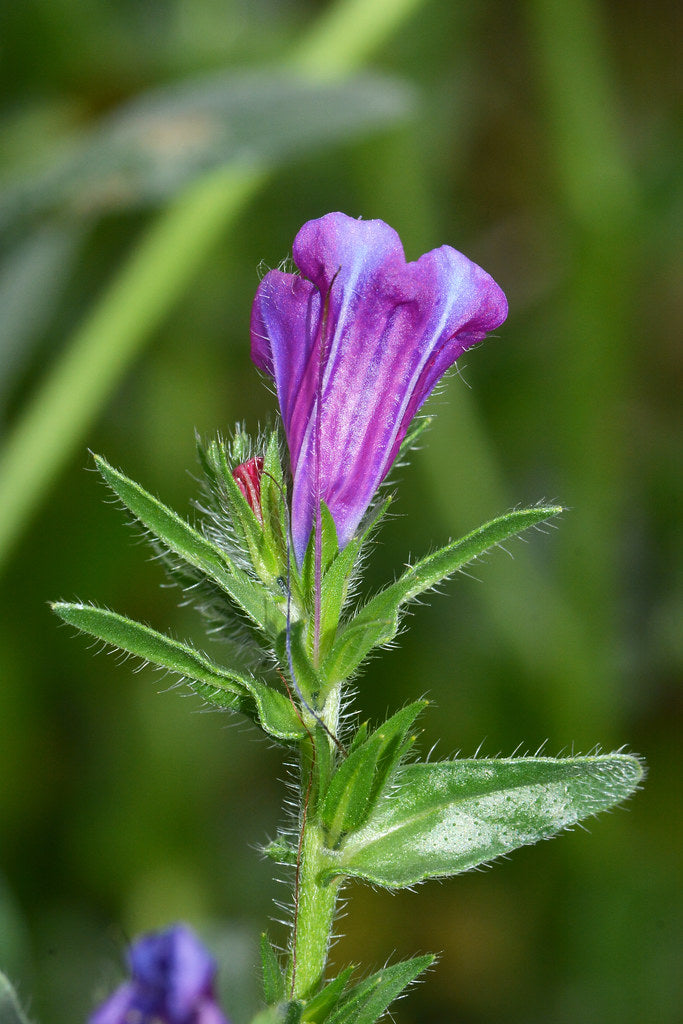 Lila Pattersons Curse Blumensamen einfache Aussaat