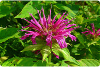 Monarda Blumensamen zur Aussaat ideal Rabatten Traditionssorte & ohne Gentechnik Samen Hausgarten