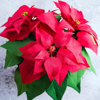 Weihnachtsstern Blumensamen zur Aussaat Schnitt Blume beliebt Traditionssorte & ohne Gentechnik Samen Hausgarten