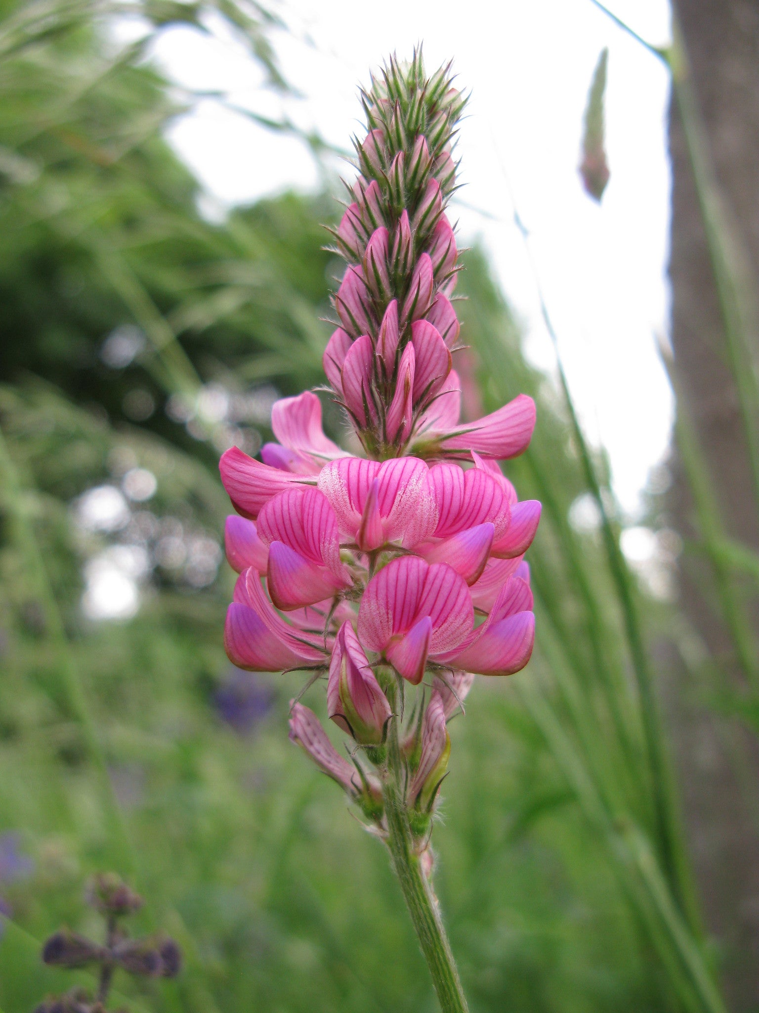 Sainfoin Blumensamen zur Aussaat – sonnenliebend – Traditionssorte & ohne Gentechnik Samen Hausgarten
