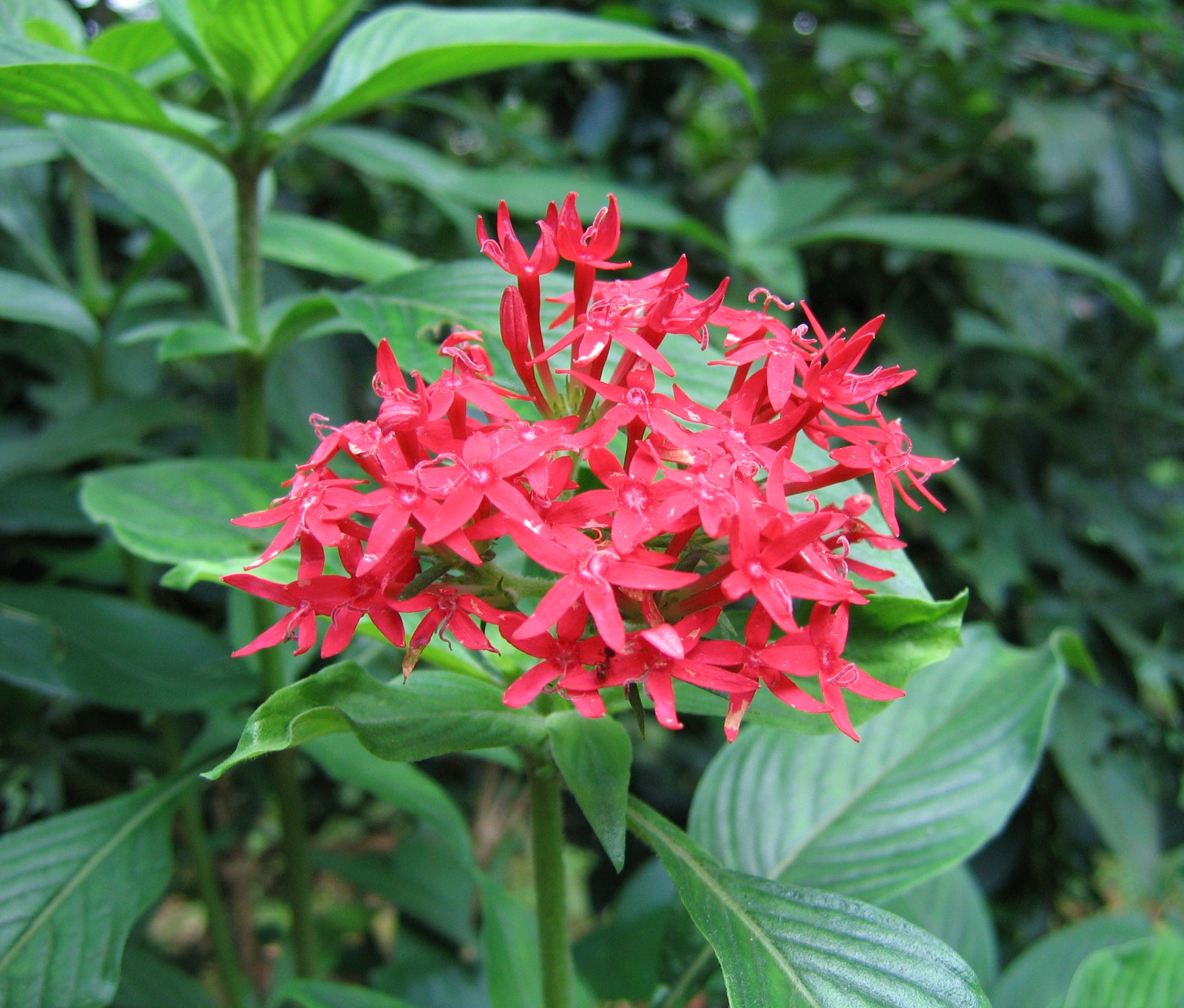 Traditionssorte Pentas Lanceolata Blumensamen zur Aussaat lang Blüte Saison Traditionssorte & ohne Gentechnik Samen Hausgarten