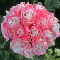 Geranium apple blossom baby rosa samen for a stunning garten