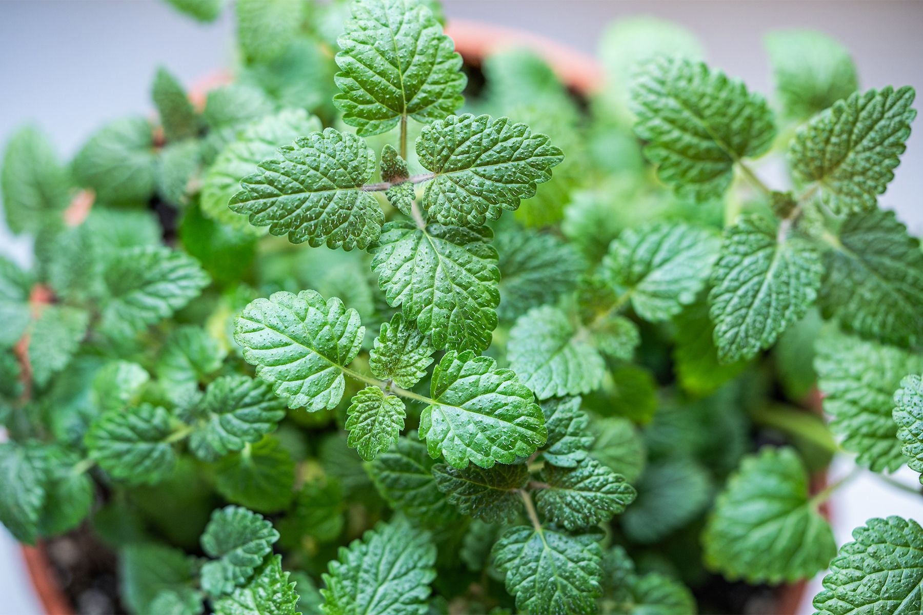 lemon balm samen melissa officinalis