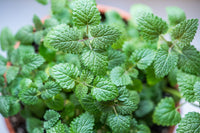 lemon balm samen melissa officinalis