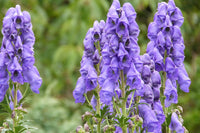 Monkshood Poisonous Blumensamen zur Aussaat – leuchtend – Traditionssorte & ohne Gentechnik Samen Hausgarten