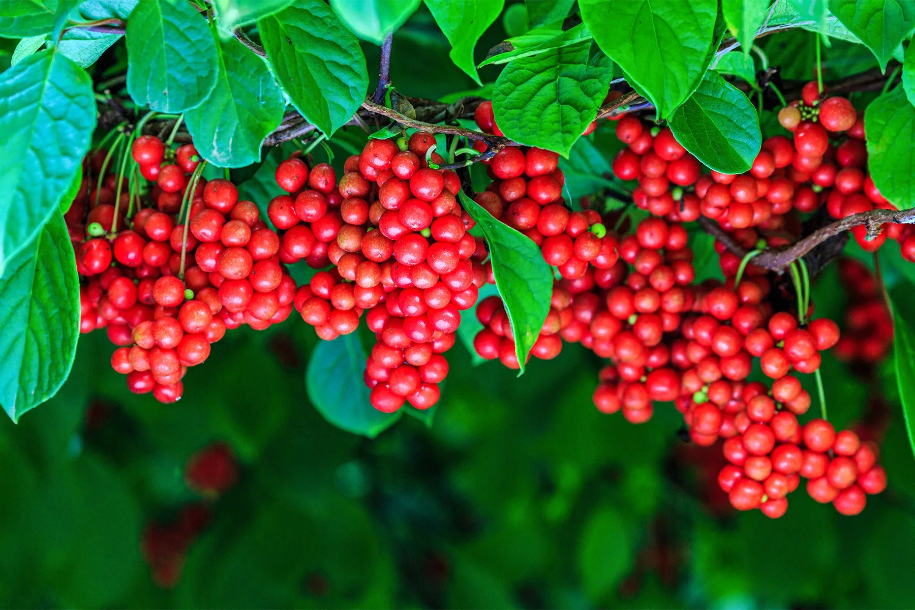 Schisandra-Beeren Samen für einfaches Anpflanzen