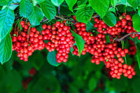 Schisandra-Beeren Samen für einfaches Anpflanzen