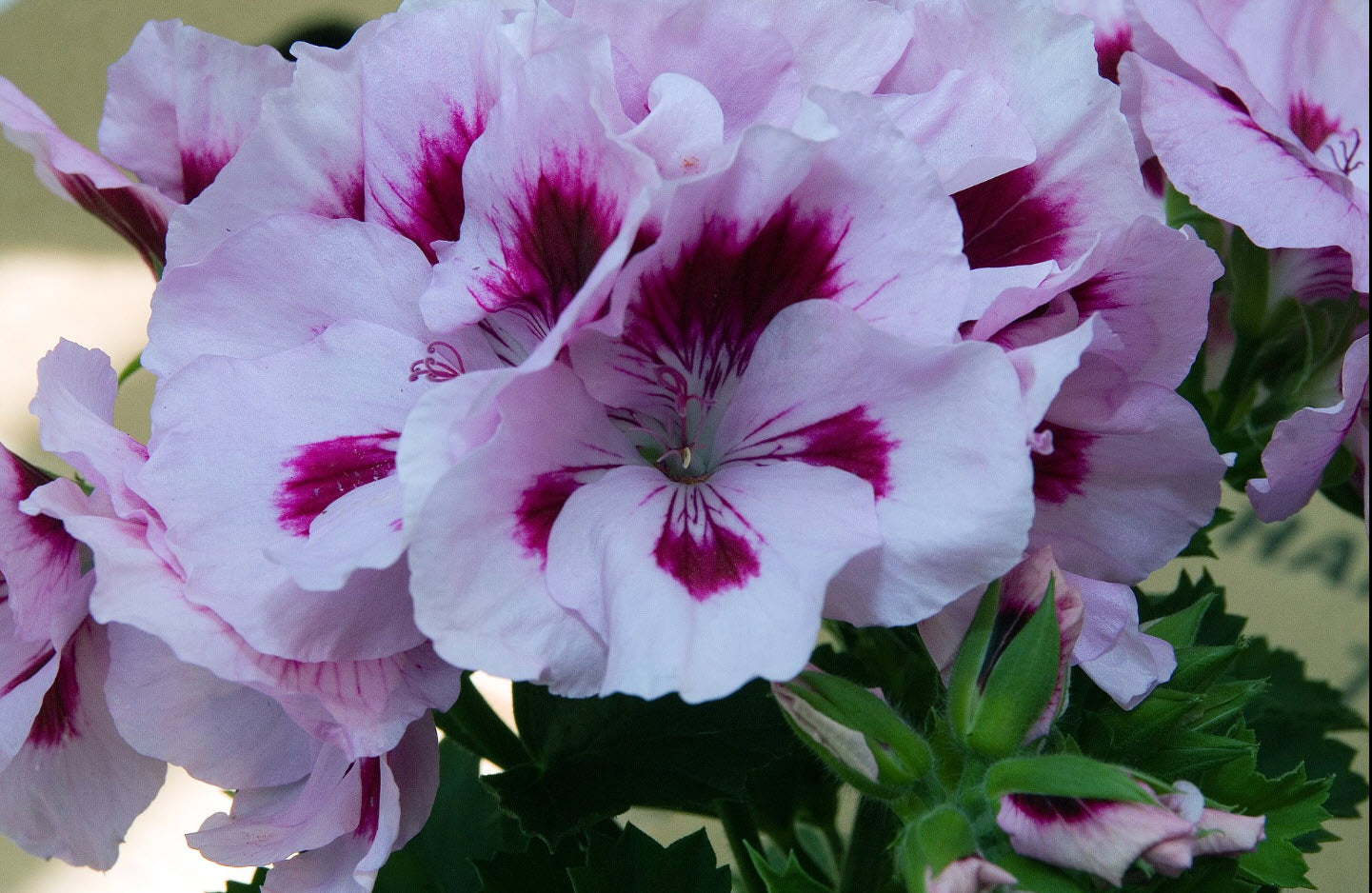 Lila Weiß Geraniums Blumensamen zur Aussaat – hochwertige Qualitäts- – Traditionssorte & ohne Gentechnik Samen Hausgarten