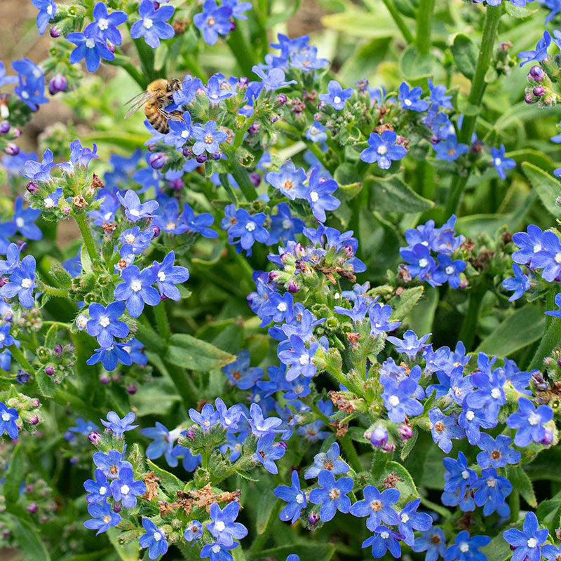 Anchusa Blumensamen zur Aussaat Drought verträglich Traditionssorte & ohne Gentechnik Samen Hausgarten