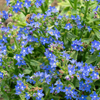 Anchusa Blumensamen zur Aussaat Drought verträglich Traditionssorte & ohne Gentechnik Samen Hausgarten