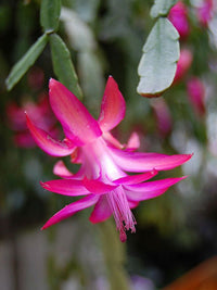 Zygocactus Lila Blumensamen zur Aussaat – Halbschatten verträglich – Traditionssorte & ohne Gentechnik Samen Hausgarten