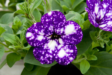 dunkel Violett Starry Petunie Samen Frühling Aussaat