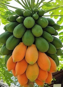 Papaya Samen Red Lady