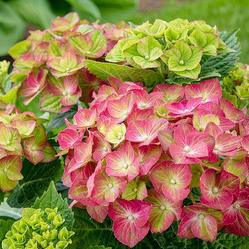 Grün rosa hydrangea blume samen for anpflanzung - hardy variety, heirloom & gmo free samen for home garten
 
 sale for anpflanzung in home garten