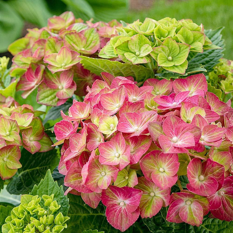 Grün rosa hydrangea blume samen for anpflanzung - hardy variety, heirloom & gmo free samen for home garten
 
 sale for anpflanzung in home garten