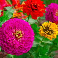 Elegans Blumensamen zur Aussaat – pflegeleicht – Traditionssorte & ohne Gentechnik Samen Hausgarten