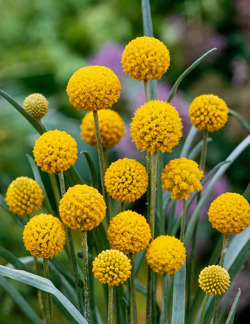 Craspedia Blumensamen zur Aussaat pflegeleicht Traditionssorte & ohne Gentechnik Samen Hausgarten