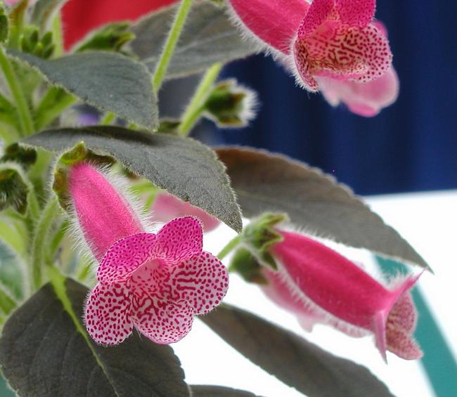 Rosa Kohleria Blumensamen zur Aussaat – sonnenliebend – Traditionssorte & ohne Gentechnik Samen Hausgarten