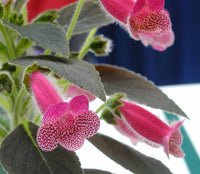 Rosa Kohleria Blumensamen zur Aussaat – sonnenliebend – Traditionssorte & ohne Gentechnik Samen Hausgarten
