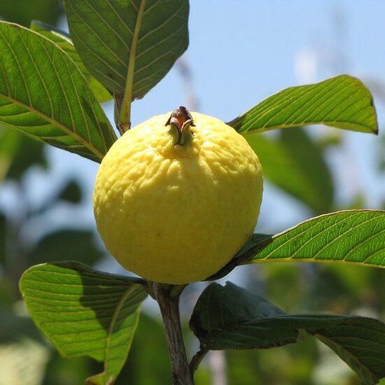 Graines de Psidium guajava pour une plantation facile