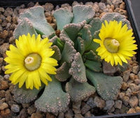 Titanopsis Fulleri Samen einfache Aussaat