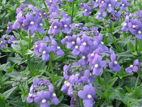Blau Nemesia Blumensamen zur Aussaat Bestäuber freundlich Traditionssorte & ohne Gentechnik Samen Hausgarten
