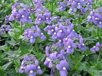 Blau Nemesia Blumensamen zur Aussaat Bestäuber freundlich Traditionssorte & ohne Gentechnik Samen Hausgarten
