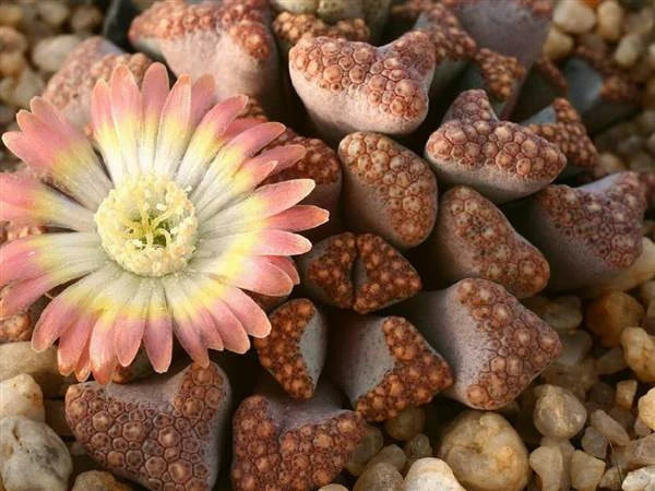 Sea Grün Titanopsis Hugo-Schlechteri Blumensamen zur Aussaat – Garten beliebt – Traditionssorte & ohne Gentechnik Samen Hausgarten
