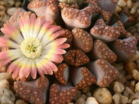 Sea Grün Titanopsis Hugo-Schlechteri Blumensamen zur Aussaat – Garten beliebt – Traditionssorte & ohne Gentechnik Samen Hausgarten