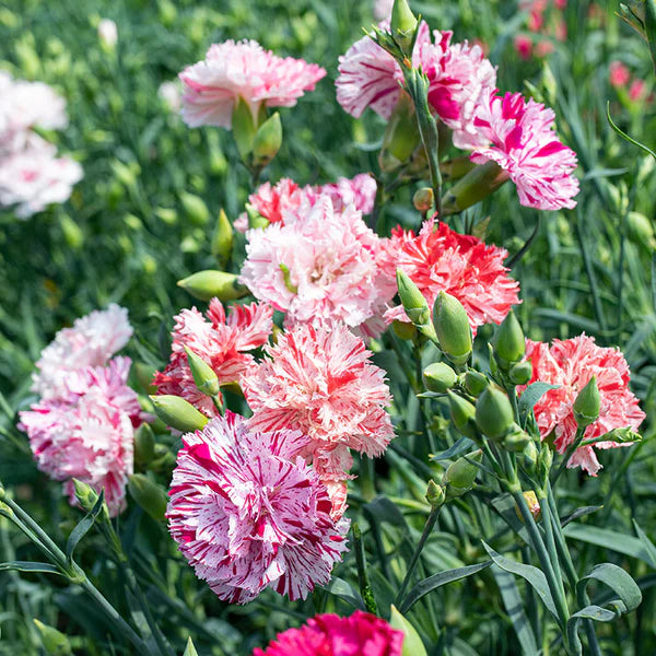 Gemischt Nelke Sonata Blumensamen zur Aussaat – duftend Blüten – Traditionssorte & ohne Gentechnik Samen Hausgarten