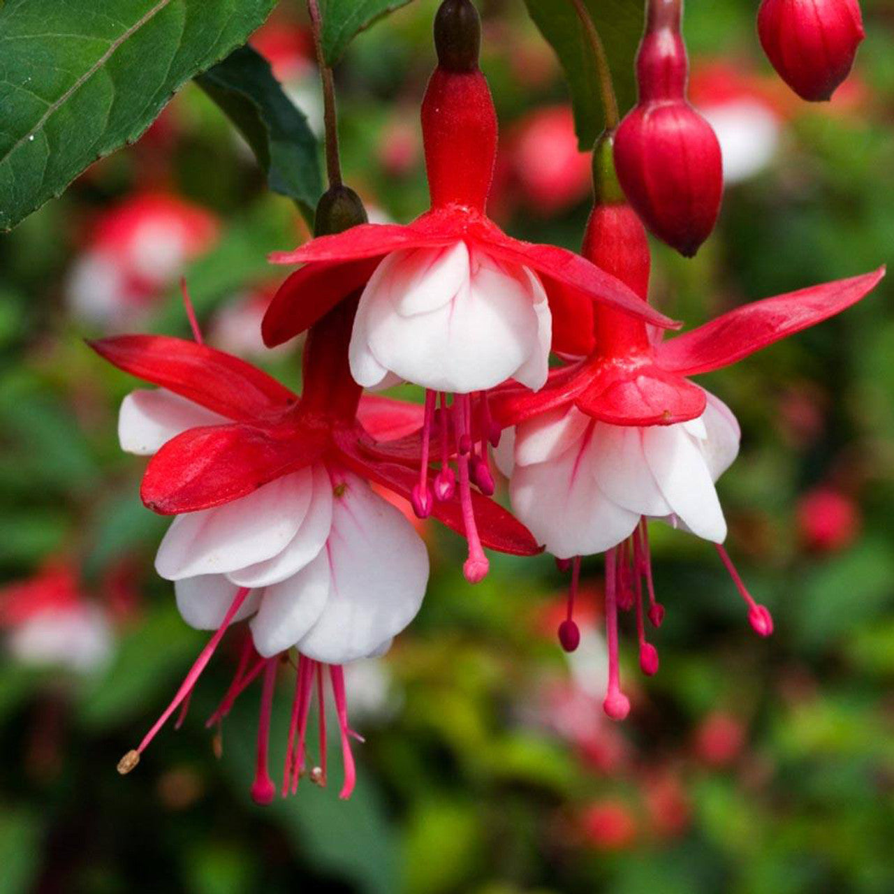 Double petals fuchsia blumen samen for anpflanzung - vibrant rot blooms dynamic displays