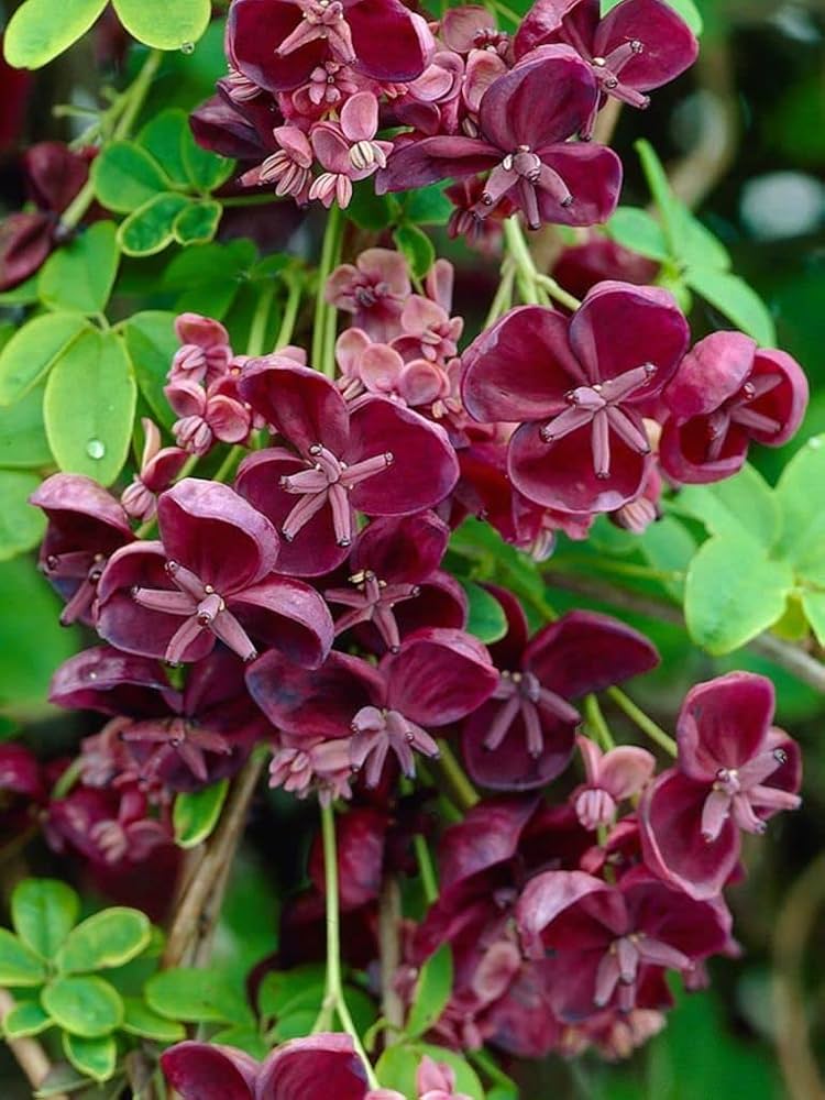 Akebia quinata blume samen for anpflanzung - unique variety