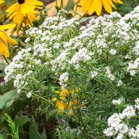 Weiß Mountain Mint Blumensamen zur Aussaat – Drought verträglich – Traditionssorte & ohne Gentechnik Samen Hausgarten