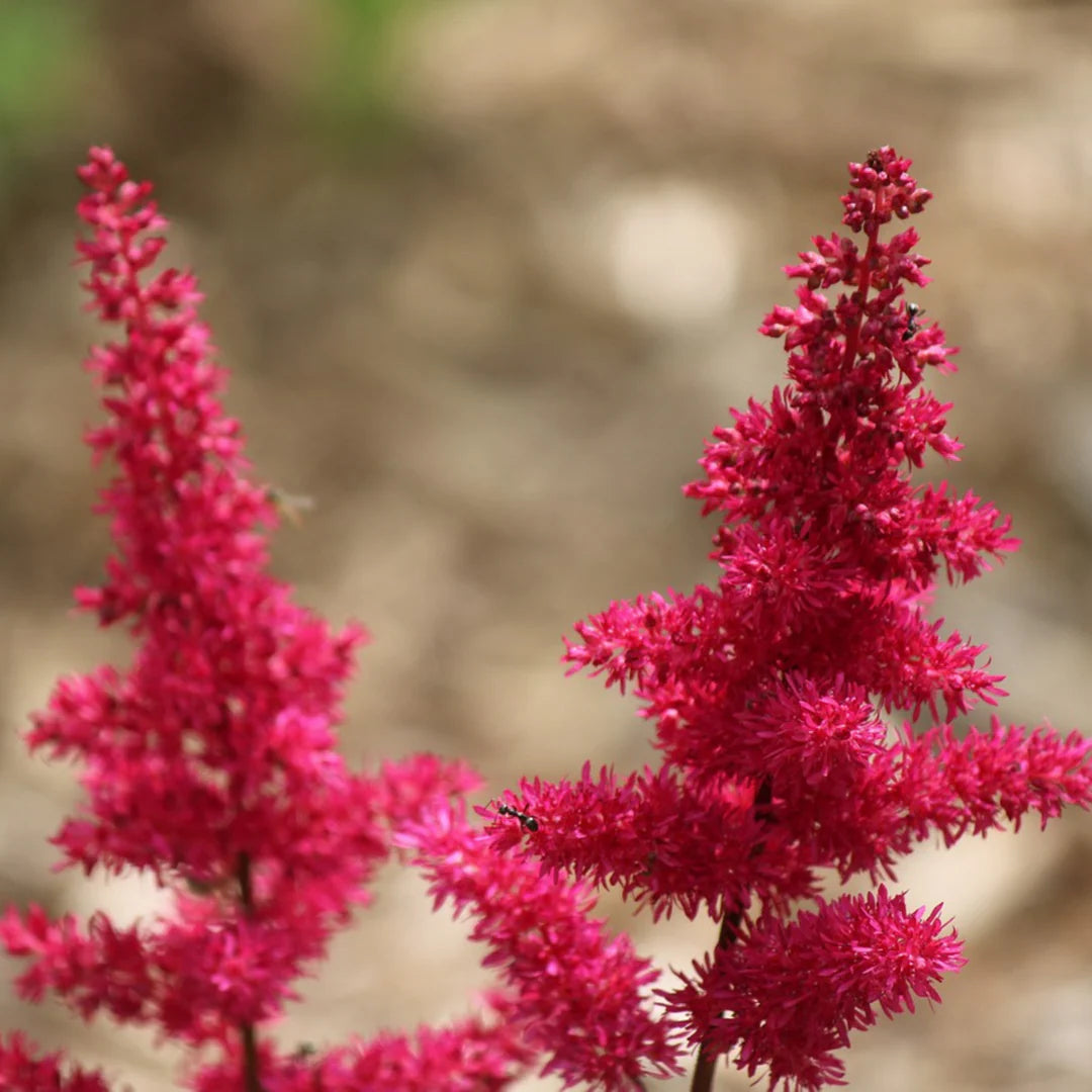 Gemischt Prachtspiere Blumensamen zur Aussaat