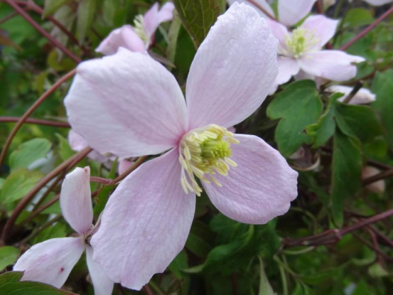 Rosa Waldrebe Blumensamen zur Aussaat leuchtend Traditionssorte & ohne Gentechnik Samen Hausgarten
